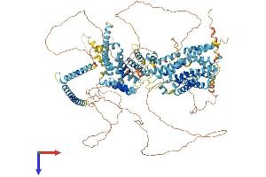AlphaFold protein structure predicition of Mouse Recombinant Srebf2 Protein, UniprotID Q3U1N2