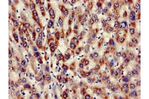 Immunohistochemistry of paraffin-embedded human liver tissue using ABIN7157524 at dilution of 1:100
