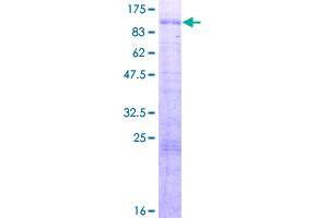 Image no. 1 for Transcription Factor E3 (TFE3) (AA 1-575) protein (GST tag) (ABIN1322559)