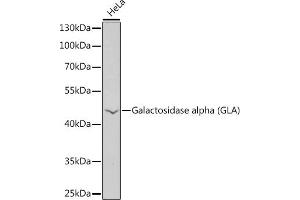 Western blot analysis of extracts of HeLa cells, using Galactosidase alpha (Galactosidase alpha (GLA)) antibody  at 1:1000 dilution. (GLA anticorps  (AA 150-429))