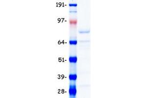 Validation with Western Blot (NRF2 Protein (Transcript Variant 1) (Myc-DYKDDDDK Tag))