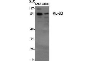 Western Blot (WB) analysis of specific cells using Ku-80 Polyclonal Antibody. (XRCC5 anticorps  (C-Term))