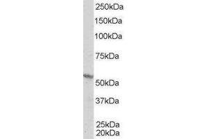ABIN2559796 staining (1µg/ml) of A431 lysate (RIPA buffer, 35µg total protein per lane). (Retinoid X Receptor beta anticorps  (Internal Region))