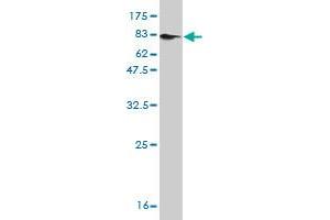 Western Blot detection against Immunogen (76.