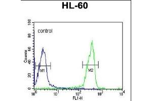 OMD Antibody (C-term) (ABIN391685 and ABIN2841590) flow cytometric analysis of HL-60 cells (right histogram) compared to a negative control cell (left histogram). (Osteomodulin anticorps  (C-Term))
