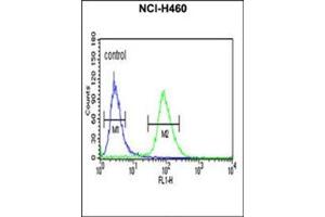 Flow cytometric analysis of NCI-H460 cells using IDH3G Antibody (C-term) Cat. (IDH3G anticorps  (C-Term))