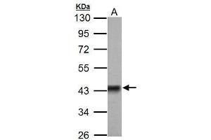 WB Image Sample (50 ug of whole cell lysate) A: Rat brain 10% SDS PAGE antibody diluted at 1:3000 (Pyruvate Dehydrogenase E1 alpha (Center) anticorps)