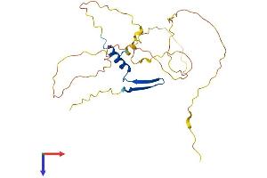 AlphaFold protein structure predicition of Human Recombinant VGLL1 Protein, UniprotID Q99990