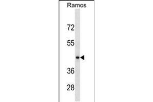 Western blot analysis in Ramos cell line lysates (35ug/lane). (RGMB anticorps  (C-Term))