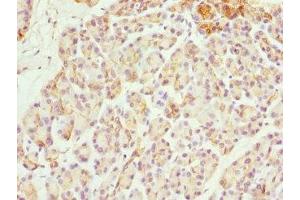 Immunohistochemistry of paraffin-embedded human pancreatic tissue using ABIN7170056 at dilution of 1:100 (FXYD2 anticorps  (AA 1-64))