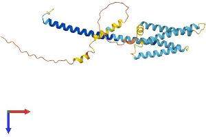 AlphaFold protein structure predicition of Mouse Recombinant Hvcn1 Protein, UniprotID Q3U2S8