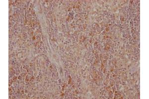 IHC image of ABIN7149430 diluted at 1:500 and staining in paraffin-embedded human tonsil tissue performed on a Leica BondTM system. (CTLA4 anticorps  (AA 37-162))