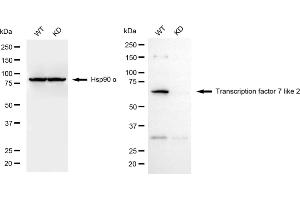 Western blotting analysis using transcription factor 7 like 2 antibody (ABIN7800589). (Recombinant TCF7L2 anticorps)