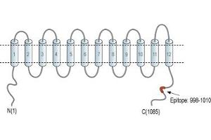 Representative domain view of the target of ABIN7885431.