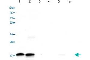 Western Blot (Cell lysate) analysis of (1) 25 ug whole cell extracts of HeLa cells, (2) 15 ug histone extracts of HeLa cells, (3) 1 ug of recombinant histone H2A, (4) 1 ug of recombinant histone H2B, (5) 1 ug of recombinant histone H3, and (6) 1 ug of recombinant histone H4. (HIST1H3A anticorps  (2meLys79))