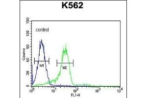 EN Antibody (C-term) (ABIN652020 and ABIN2840500) flow cytometric analysis of K562 cells (right histogr) compared to a negative control cell (left histogr). (Enamelin anticorps  (C-Term))