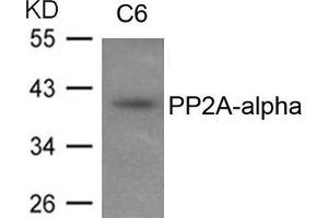 Western blot analysis of extracts from C6 cells using PP2A-alpha antibody.
