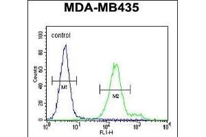 OR6V1 Antibody (C-term) (ABIN655020 and ABIN2844651) flow cytometric analysis of MDA-M cells (right histogram) compared to a negative control cell (left histogram). (OR6V1 anticorps  (C-Term))