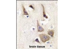 Formalin-fixed and paraffin-embedded human brain tissue reacted with AK5 Antibody (N-term) (ABIN392733 and ABIN2842195) , which was peroxidase-conjugated to the secondary antibody, followed by DAB staining.