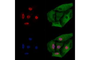 ABIN6261828 and ABIN6274011 staining  cells by IF/ICC. (FUBP1 anticorps  (C-Term))