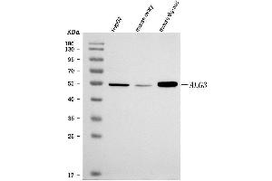 Western blot analysis of ALG3 using anti-ALG3 antibody (ABIN7602167). (ALG3 anticorps  (AA 61-438))