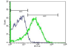 Mouse lung cells probed with Rabbit Anti-CD36 Polyclonal Antibody, FITC Conjugated .