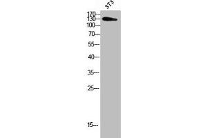 Western blot analysis of 3T3 using ADAMTS-18 antibody.