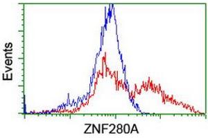 Image no. 2 for anti-Zinc Finger Protein 280A (ZNF280A) (AA 1-333) antibody (ABIN1490749) (ZNF280A anticorps  (AA 1-333))