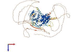 AlphaFold protein structure predicition of Mouse Recombinant Epb41l1 Protein, UniprotID Q9Z2H5