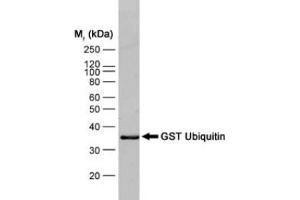 Western blot analysis of GST ubiquitin recombinant protein probed with MOUSE ANTI GST:BIOTIN (ABIN119344) followed by STREPTAVIDIN: HRP (GST anticorps  (Biotin))