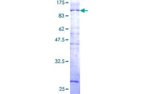 N4BP2L2 Protein (AA 1-583) (GST tag)