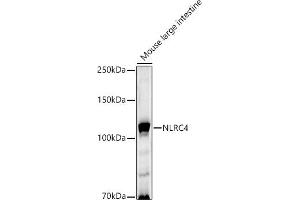 Western blot analysis of extracts of Mouse large intestine, using NLRC4 antibody (ABIN6129418, ABIN6144657, ABIN6144659 and ABIN6223243) at 1:1000 dilution. (NLRC4 anticorps  (AA 1-250))