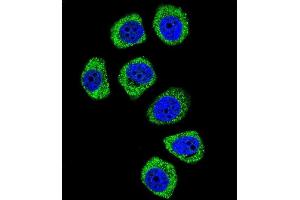 Confocal immunofluorescent analysis of PCDHB3 Antibody (N-term) (ABIN656093 and ABIN2845436) with U-251MG cell followed by Alexa Fluor 488-conjugated goat anti-rabbit lgG (green). (PCDHB3 anticorps  (N-Term))