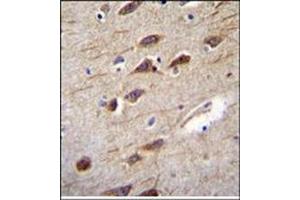 Immunohistochemistry analysis in Formalin Fixed, Paraffin embedded Human brain tissue stained with RUSC2 Antibody (N-term) followed by peroxidase conjugation of the secondary antibody and DAB staining. (RUSC2 anticorps  (N-Term))