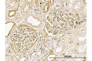 Immunoperoxidase of monoclonal antibody to MYH9 on formalin-fixed paraffin-embedded human kidney. (Myosin 9 anticorps  (AA 131-220))