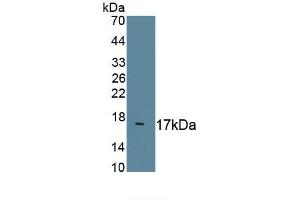 Detection of Recombinant F8, Mouse using Polyclonal Antibody to Coagulation Factor VIII (F8) (Factor VIII anticorps  (AA 399-730))