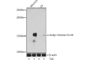 Western blot analysis of extracts of various cell lines, using Acetyl-Histone H3-K4 antibody (ABIN7267672) at 1:1000 dilution.