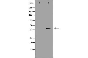 Western blot analysis of extracts of mouse kidney, using WNT7A antibody. (WNT7A anticorps  (Internal Region))