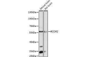 Western blot analysis of extracts of various cell lines, using RCOR2 antibody (ABIN7269921) at 1:1000 dilution.