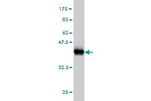 Western Blot detection against Immunogen (36.