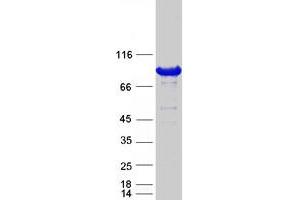 Validation with Western Blot
