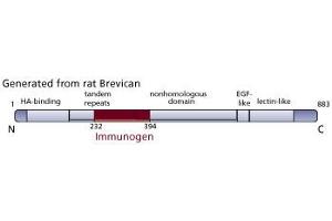 Image no. 3 for anti-Brevican (BCAN) (AA 232-394) antibody (ABIN968236)