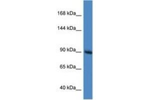 Image no. 1 for anti-RAS P21 Protein Activator (GTPase Activating Protein) 1 (RASA1) (AA 953-1002) antibody (ABIN6746098)