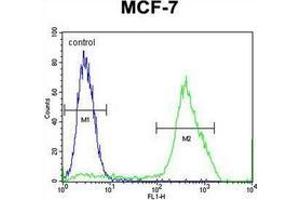 Flow cytometric analysis of MCF-7 cells using MBD3L3 Antibody (C-term) Cat. (MBD3L3 anticorps  (C-Term))