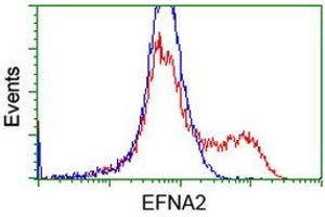 HEK293T cells transfected with either RC213728 overexpress plasmid (Red) or empty vector control plasmid (Blue) were immunostained by anti-EFNA2 antibody (ABIN2452979), and then analyzed by flow cytometry. (Ephrin A2 anticorps)