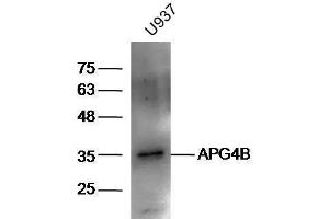 U937 lysates probed with Rabbit Anti-ATG4B Polyclonal Antibody, Unconjugated  at 1:5000 for 90 min at 37˚C. (ATG4B anticorps  (AA 85-200))