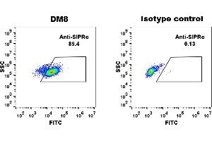 THP-1 cell line were surface stained with Rabbit anti-SIRPα monoclonal antibody 1 μg/mL (clone: DM8) and Rabbit IgG isotype control antibody followed by Alexa 488-conjugated anti-rabbit IgG secondary antibody.
