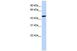 GABRR2 antibody used at 1 ug/ml to detect target protein. (GABRR2 anticorps)