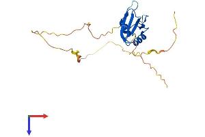 AlphaFold protein structure predicition of Human Recombinant RBPMS Protein, UniprotID Q93062