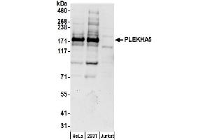 anti-Pleckstrin Homology Domain Containing, Family A Member 5 (PLEKHA5) (AA 1063-1113) antibody